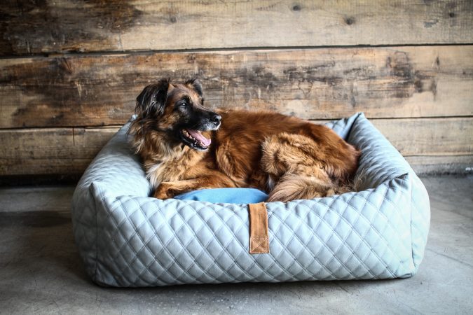 Hundehuette 4 Von 82.jpg